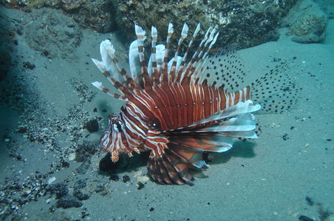 The Pines Dive Site - Foster Accommodation 1