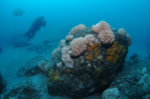 The Pines Dive Site - Foster Accommodation 2