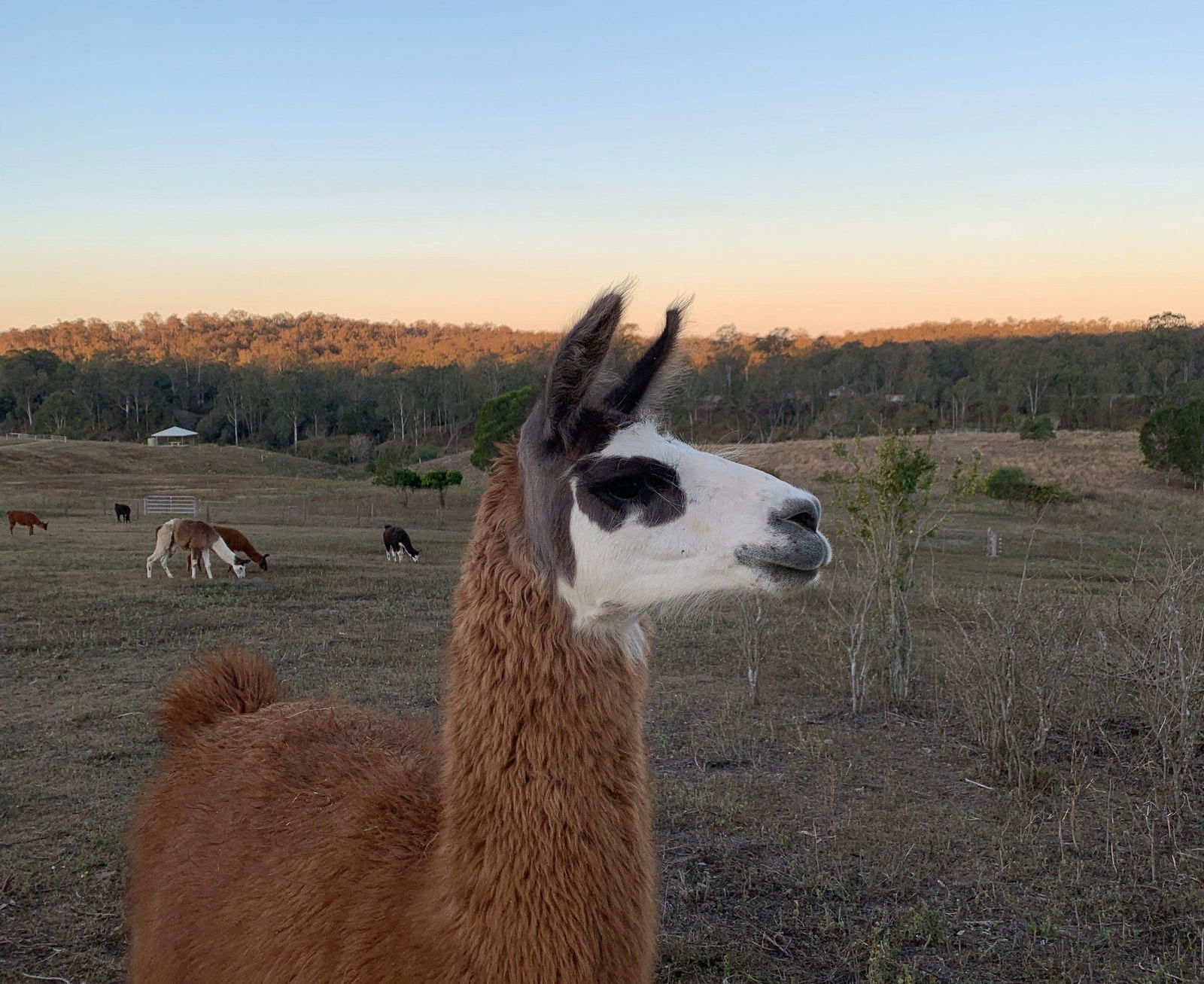 Karalee QLD Foster Accommodation