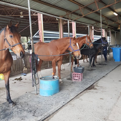 The Equine Club - Foster Accommodation 0