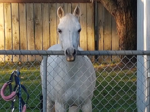The Equine Club - Foster Accommodation 2