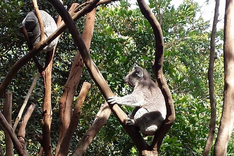 Small-Group Blue Mountains Tour With Bush Walks And Featherdale Wildlife Park - Foster Accommodation 1
