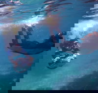 Small-Group Underwater Scooter Experience in Clovelly - Foster Accommodation