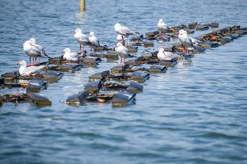 Catch A Crab Tour With Optional Seafood Lunch - Foster Accommodation 2