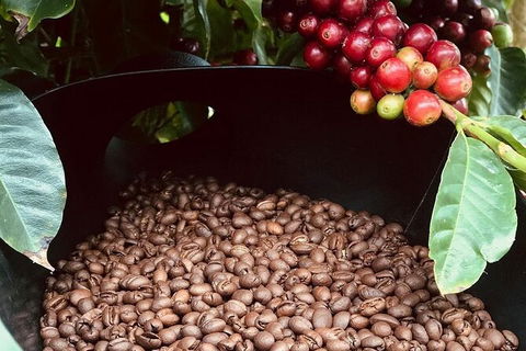 Coffee Farm Tour And Workshop, Byron Bay Hinterland - Foster Accommodation 1