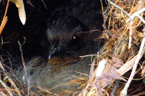 Walking With Wild Wombats Private Day Trip From Sydney - Foster Accommodation 4