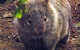 Walking With Wild Wombats Private Day Trip From Sydney - thumb 0
