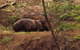 Walking With Wild Wombats Private Day Trip From Sydney - thumb 1