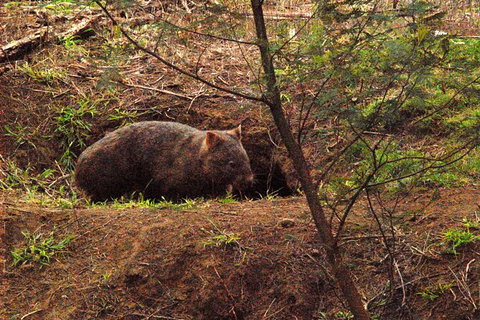 Walking With Wild Wombats Private Day Trip From Sydney - Foster Accommodation 1