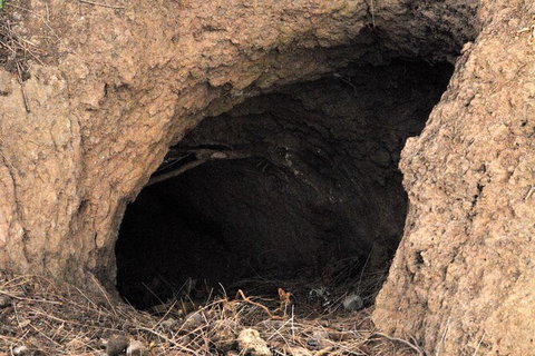 Walking With Wild Wombats Private Day Trip From Sydney - Foster Accommodation 3