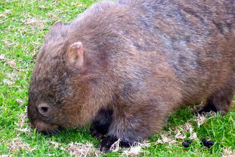 Walking With Wild Wombats Private Day Trip From Sydney - Foster Accommodation 5