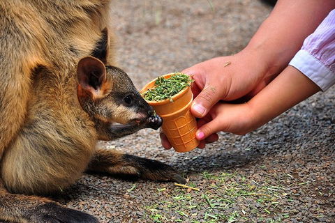 Blue Mountains Highlights & Wildlife Park - Foster Accommodation 3