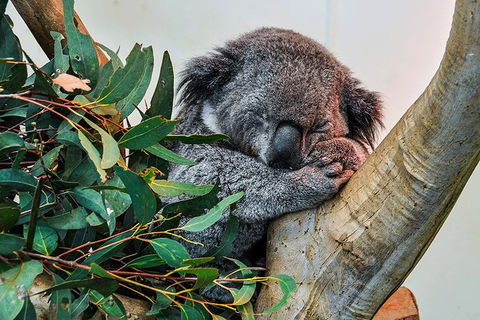 Blue Mountains Highlights, Wildlife Park And Scenic World Full Day Private Tour - Foster Accommodation 1