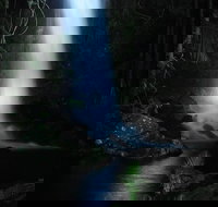 Mt Tamborine National Park 4WD Nocturnal Rainforest and Glow Worm Tour - Foster Accommodation