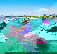 Half Day Dolphin Kayaking and Snorkeling Tour - Foster Accommodation