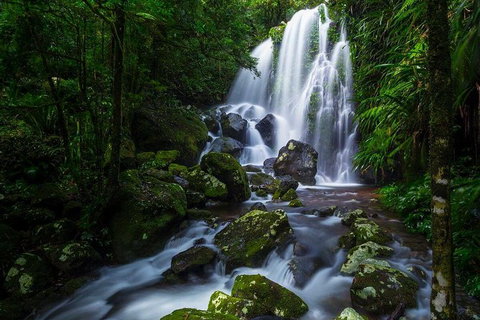 Springbrook And Mt Tamborine Adventure Tour - Bring The Kids!! - Foster Accommodation 11