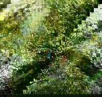 Gold Coast Lamington National Park and Tamborine Mountain 4WD Ecotour - Foster Accommodation