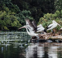 Everglades Eco Safari to Australia's Everglades - Foster Accommodation