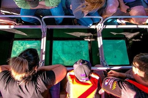 Airlie Beach Glass Bottom Boat Tour - Foster Accommodation 4