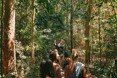 Atherton Tablelands Waterfalls And Rainforest Day Tour Departing Cairns - Foster Accommodation 10