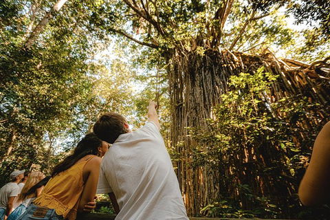 Atherton Tablelands Waterfalls And Rainforest Day Tour Departing Cairns - Foster Accommodation 1