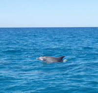 Noosa Wild Dolphin Safari - Foster Accommodation