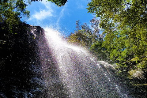 Small Group Tour (Max 6) Gold Coast Super 7 Waterfalls Tour: Springbrook - Foster Accommodation 3