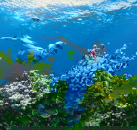 Full Day Snorkel In The Great Barrier Reef - Foster Accommodation