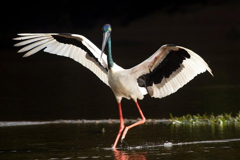 Daintree River - Private Photography Cruise - Foster Accommodation 0