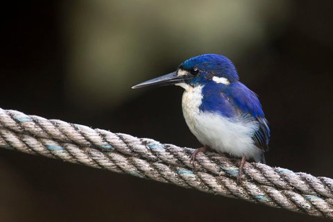 Daintree River - Private Photography Cruise - Foster Accommodation 1