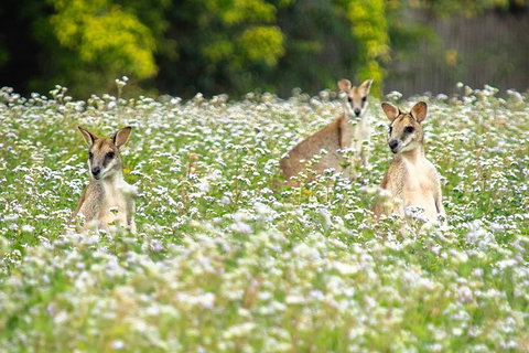 Wooroonooran National Park Rainforest And Wildlife Day Trip From Cairns - Foster Accommodation 2