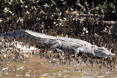 Wooroonooran National Park Rainforest And Wildlife Day Trip From Cairns - Foster Accommodation 1