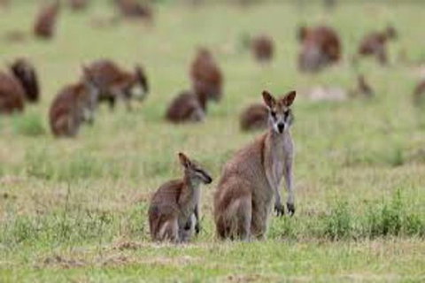 Waterfall And Wallabies Sighting Tour - Foster Accommodation 1
