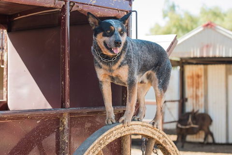 Cobb And Co Stagecoach Experience - Foster Accommodation 3