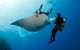 Exciting Gold Coast Diving Excursions - thumb 2