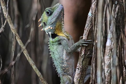 Mossman Gorge Adventure Day - Foster Accommodation 3