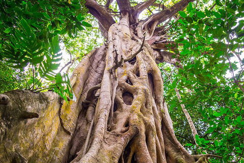 Mossman Gorge Adventure Day - Foster Accommodation 5