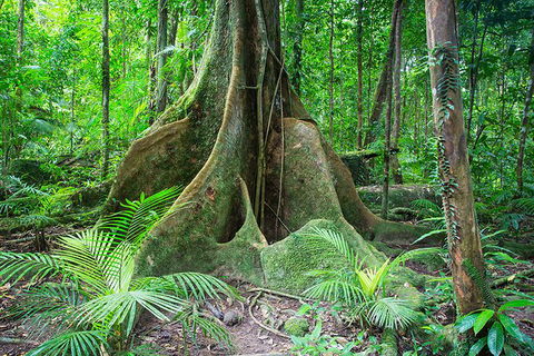 Mossman Gorge Adventure Day - Foster Accommodation 1