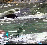 Kangaroo Island Ocean Safari - Snorkeling Safari - Foster Accommodation