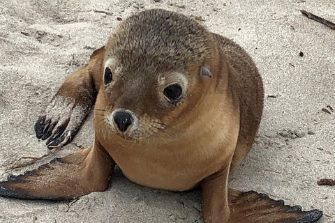 Kangaroo Island Scenic Trail Tour - Foster Accommodation 6