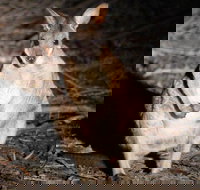 Small-Group Kangaroo Island 4WD Night Tour - Foster Accommodation