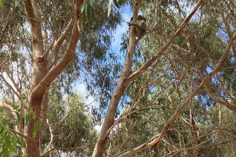 Kangaroo Island 4WD - Best Of KI In 2 Days - Foster Accommodation 5