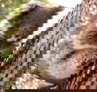 Kangaroo Island Luxury Small Group 'Island Life' Full Day Tour - Foster Accommodation