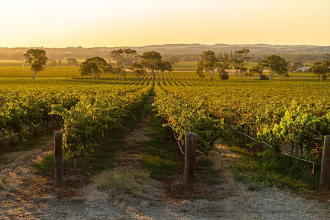Yalumba Signature Tour - Foster Accommodation 5