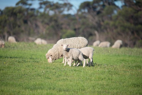 Fine Flavours - Full Day Kangaroo Island Food & Wine Tour - Foster Accommodation 9