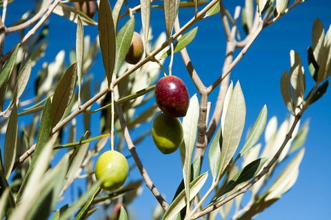 Fine Flavours - Full Day Kangaroo Island Food & Wine Tour - Foster Accommodation 3