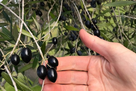 Fine Flavours - Full Day Kangaroo Island Food & Wine Tour - Foster Accommodation 4