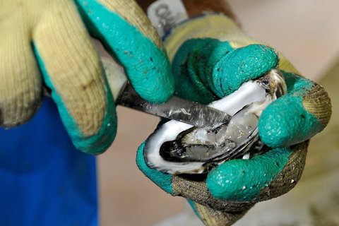 Fine Flavours - Full Day Kangaroo Island Food & Wine Tour - Foster Accommodation 8