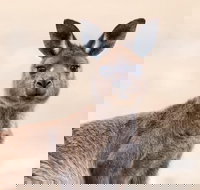 Kangaroo Island Luxury Small Group 'East End Explorer' Full Day Tour - Foster Accommodation