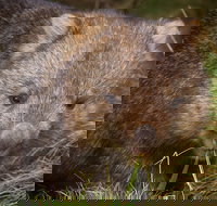 Cradle Mountain Wildlife Spotting after Dark - Foster Accommodation